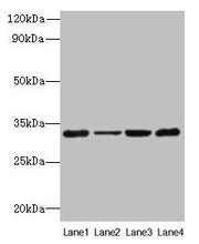 Western blot All lanes: PDCD1 antibody at 6µg/ml Lane 1: 293T whole cell lysate Lane 2: Hela whole cell lysate Lane 3: K562 whole cell lysate Lane 4: Mouse stomach tissue Secondary Goat polyclonal to rabbit IgG at 1/10000 dilution Predicted band s...