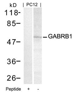 Western blot analysis of extracts from PC12 cells using GABRB1(Ab-434) Antibody and the same antibody preincubated with blocking peptide.