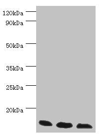 Western blot All lanes: Transcription elongation factor B polypeptide 2 antibody at 3ug/ml Lane 1: k562 whole cell lysate Lane 2: 293T whole cell lysate Lane 3: HL60 whole cell lysate Secondary Goat polyclonal to rabbit IgG at 1/10000 dilution Pre...