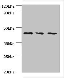 Western blot All lanes: CHI3L2 antibody at 4ug/ml Lane 1: Hela whole cell lysate Lane 2: Rat brain tissue Lane 3: A431 whole cell lysate Secondary Goat polyclonal to rabbit IgG at 1/10000 dilution Predicted band size: 44, 35, 43 kDa Observed band...