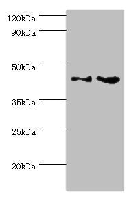Western blot All lanes: CHI3L2 antibody at 4ug/ml Lane 1: Rat brain tissue Lane 2: A431 whole cell lysate Secondary Goat polyclonal to rabbit IgG at 1/10000 dilution Predicted band size: 44, 35, 43 kDa Observed band size: 44 kDa