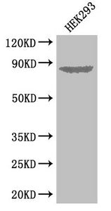 Western Blot Positive WB detected in: HEK293 whole cell lysate All lanes: EXT1 antibody at 3.3ug/ml Secondary Goat polyclonal to rabbit IgG at 1/50000 dilution Predicted band size: 87 kDa Observed band size: 87 kDa