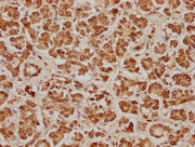 IHC image of CSB-PA620981LA01HU diluted at 1:100 and staining in paraffin-embedded human pancreatic tissue performed on a Leica BondTM system. After dewaxing and hydration, antigen retrieval was mediated by high pressure in a citrate buffer (pH 6....