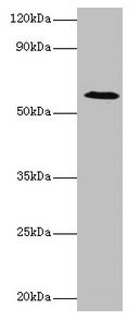 Western blot All lanes: UGP2 antibody at 2µg/ml + Mouse liver tissue Secondary Goat polyclonal to rabbit IgG at 1/10000 dilution Predicted band size: 57, 56 kDa Observed band size: 57 kDa