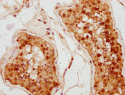 IHC image of CSB-PA621061LA01HU diluted at 1:400 and staining in paraffin-embedded human testis tissue performed on a Leica BondTM system. After dewaxing and hydration, antigen retrieval was mediated by high pressure in a citrate buffer (pH 6.0)....
