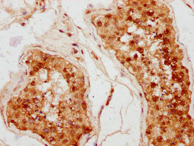 IHC image of CSB-PA621061LA01HU diluted at 1:400 and staining in paraffin-embedded human testis tissue performed on a Leica BondTM system. After dewaxing and hydration, antigen retrieval was mediated by high pressure in a citrate buffer (pH 6.0)....