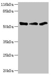Western blot All lanes: TFCP2 antibody at 1.34ug/ml Lane 1: K562 whole cell lysate Lane 2: Mouse spleen tissue Lane 3: THP-1 whole cell lysate Secondary Goat polyclonal to rabbit IgG at 1/10000 dilution Predicted band size: 58, 52 kDa Observed ban...