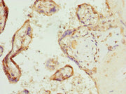 Immunohistochemistry of paraffin-embedded human placenta tissue using CSB-PA621520ESR2HU at dilution of 1:100