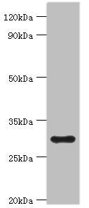 Western blot All lanes: 39S ribosomal protein L28, mitochondrial antibody at 2ug/ml + Hela whole cell lysate Secondary Goat polyclonal to rabbit IgG at 1/10000 dilution Predicted band size: 30 kDa Observed band size: 30 kDa