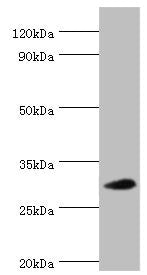 Western blot All lanes: 39S ribosomal protein L28, mitochondrial antibody at 2ug/ml + Hela whole cell lysate Secondary Goat polyclonal to rabbit IgG at 1/10000 dilution Predicted band size: 30 kDa Observed band size: 30 kDa
