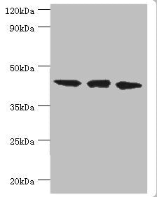 Western blot All lanes: TAR DNA-binding protein 43 antibody at 8ug/ml Lane 1: Hela whole cell lysate Lane 2: Mouse spleen tissue Lane: K562 whole cell lysate Secondary Goat polyclonal to rabbit IgG at 1/10000 dilution Predicted band size: 45, 32 k...