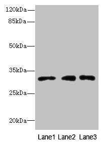 Western blot All lanes: PRDX4 antibody at 8µg/ml Lane 1: HepG2 whole cell lysate Lane 2: Hela whole cell lysate Lane 3: 293T whole cell lysate Secondary Goat polyclonal to rabbit IgG at 1/10000 dilution Predicted band size: 31 kDa Observed band si...