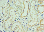 Immunohistochemistry of paraffin-embedded human kidney tissue using CSB-PA621669DSR1HU at dilution of 1:100