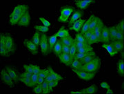 Immunofluorescence staining of HepG2 cells with CSB-PA621699LA01HU at 1:66, counter-stained with DAPI. The cells were fixed in 4% formaldehyde, permeabilized using 0.2% Triton X-100 and blocked in 10% normal Goat Serum. The cells were then incubat...