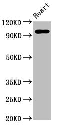 Western Blot Positive WB detected in: Rat heart tissue All lanes: GRM2 antibody at 5ug/ml Secondary Goat polyclonal to rabbit IgG at 1/50000 dilution Predicted band size: 96 kDa Observed band size: 96 kDa