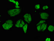 Immunofluorescent analysis of HepG2 cells using CSB-PA621785LA01HU at dilution of 1:100 and Alexa Fluor 488-congugated AffiniPure Goat Anti-Rabbit IgG(H+L)