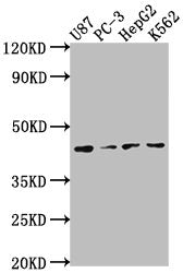 Western Blot Positive WB detected in: U87 whole cell lysate, PC-3 whole cell lysate, HepG2 whole cell lysate, K562 whole cell lysate All lanes: OPCML antibody at 1:2000 Secondary Goat polyclonal to rabbit IgG at 1/50000 dilution Predicted band siz...