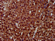 IHC image of CSB-PA621858LA01HU diluted at 1:300 and staining in paraffin-embedded human adrenal gland tissue performed on a Leica BondTM system. After dewaxing and hydration, antigen retrieval was mediated by high pressure in a citrate buffer (pH...