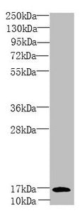 Western blot All lanes: PEA15 antibody at 1.81 ug/ml + Mouse brain tissue Secondary Goat polyclonal to rabbit IgG at 1/10000 dilution Predicted band size: 16, 18 kDa Observed band size: 16 kDa