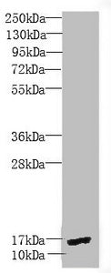 Western blot All lanes: PEA15 antibody at 1.9 ug/ml + Mouse brain tissue Secondary Goat polyclonal to rabbit IgG at 1/10000 dilution Predicted band size: 16, 18 kDa Observed band size: 16 kDa