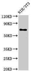 Western Blot Positive WB detected in: NIH/3T3 whole cell lysate All lanes: ZMYND11 antibody at 3ug/ml Secondary Goat polyclonal to rabbit IgG at 1/50000 dilution Predicted band size: 71, 65, 67, 61 kDa Observed band size: 71 kDa