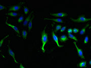 Immunofluorescent analysis of Hela cells using CSB-PA621958LA01HU at dilution of 1:100 and Alexa Fluor 488-congugated AffiniPure Goat Anti-Rabbit IgG(H+L)