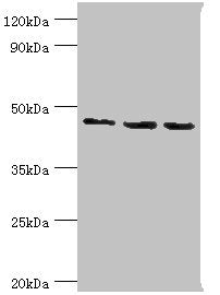 Western blot All lanes: Histone-binding protein RBBP7 antibody at 10ug/ml Lane 1: A431 whole cell lysate Lane 2: NIH/3T3 whole cell lysate Lane 3: HepG2 whole cell lysate Secondary Goat polyclonal to rabbit IgG at 1/10000 dilution Predicted band s...