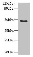 Western blot All lanes: RBBP7 antibody at 10µg/ml + 293T whole cell lysate Secondary Goat polyclonal to rabbit IgG at 1/10000 dilution Predicted band size: 48, 53 kDa Observed band size: 48 kDa