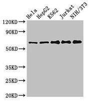Western Blot Positive WB detected in: Hela whole cell lysate, HepG2 whole cell lysate, K562 whole cell lysate, Jurkat whole cell lysate, NIH/3T3 whole cell lysate All lanes: CPSF6 antibody at 3ug/ml Secondary Goat polyclonal to rabbit IgG at 1/500...
