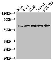 Western Blot Positive WB detected in: Hela whole cell lysate, HepG2 whole cell lysate, K562 whole cell lysate, Jurkat whole cell lysate, NIH/3T3 whole cell lysate All lanes: CPSF6 antibody at 3ug/ml Secondary Goat polyclonal to rabbit IgG at 1/500...