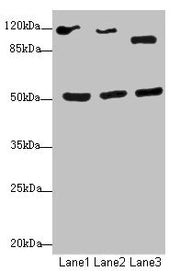 Western blot All lanes: NFIL3antibody at 2.79ug/ml Lane 1: HepG2 whole cell lysate Lane 2: 293T whole cell lysate Lane 3: Hela whole cell lysate Secondary Goat polyclonal to rabbit IgG at 1/10000 dilution Predicted band size: 51 kDa Observed band...