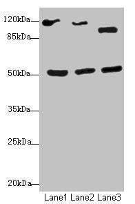 Western blot All lanes: NFIL3antibody at 2.79ug/ml Lane 1: HepG2 whole cell lysate Lane 2: 293T whole cell lysate Lane 3: Hela whole cell lysate Secondary Goat polyclonal to rabbit IgG at 1/10000 dilution Predicted band size: 51 kDa Observed band...