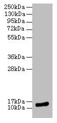 Western blot All lanes: MLANA antibody at 12µg/ml + Hela whole cell lysate Secondary Goat polyclonal to rabbit IgG at 1/10000 dilution Predicted band size: 14 kDa Observed band size: 14 kDa