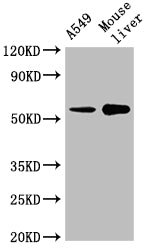 Western Blot Positive WB detected in: A549 whole cell lysate, Mouse liver tissue All lanes: CYP2A13 antibody at 1:2000 Secondary Goat polyclonal to rabbit IgG at 1/50000 dilution Predicted band size: 57 kDa Observed band size: 57 kDa