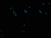 Immunofluorescence staining of Hela cells with CSB-PA621969LA11HU at 1:200, counter-stained with DAPI. The cells were fixed in 4% formaldehyde and blocked in 10% normal Goat Serum. The cells were then incubated with the antibody overnight at 4°C....