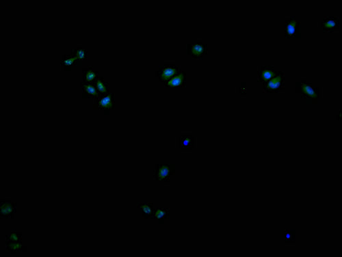 Immunofluorescence staining of Hela cells with CSB-PA621969LA11HU at 1:200, counter-stained with DAPI. The cells were fixed in 4% formaldehyde and blocked in 10% normal Goat Serum. The cells were then incubated with the antibody overnight at 4°C....