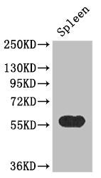 Western Blot Positive WB detected in: Mouse spleen tissue All lanes: KYNU antibody at 3.4ug/ml Secondary Goat polyclonal to rabbit IgG at 1/50000 dilution Predicted band size: 52, 35 kDa Observed band size: 52 kDa