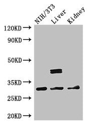 Western Blot Positive WB detected in: NIH/3T3 whole cell lysate, Mouse liver tissue, Mouse kidney tissue All lanes: MTAP antibody at 2.7ug/ml Secondary Goat polyclonal to rabbit IgG at 1/50000 dilution Predicted band size: 32, 39, 37, 31, 34, 33,...