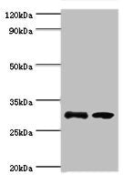 Western blot All lanes: RPA4 antibody at 3ug/ml Lane 1: K562 whole cell lysate Lane 2: Mouse spleen tissue Secondary Goat polyclonal to rabbit IgG at 1/10000 dilution Predicted band size: 29 kDa Observed band size: 29 kDa