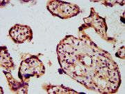 IHC image of CSB-PA622660LA01HU diluted at 1:600 and staining in paraffin-embedded human placenta tissue performed on a Leica BondTM system. After dewaxing and hydration, antigen retrieval was mediated by high pressure in a citrate buffer (pH 6.0)...