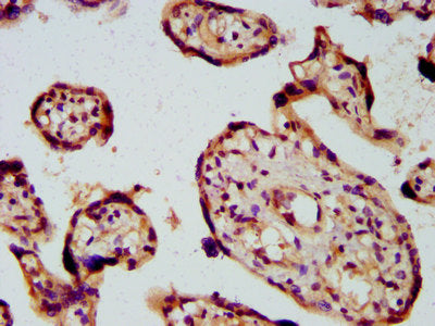 IHC image of CSB-PA622660LA01HU diluted at 1:600 and staining in paraffin-embedded human placenta tissue performed on a Leica BondTM system. After dewaxing and hydration, antigen retrieval was mediated by high pressure in a citrate buffer (pH 6.0)...