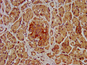 IHC image of CSB-PA622684LA01HU diluted at 1:200 and staining in paraffin-embedded human pancreatic tissue performed on a Leica BondTM system. After dewaxing and hydration, antigen retrieval was mediated by high pressure in a citrate buffer (pH 6....