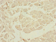 Immunohistochemistry of paraffin-embedded human heart tissue using CSB-PA622687ESR2HU at dilution of 1:100