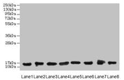 Western blot All lanes: COTL1 antibody at 8µg/ml Lane 1: Mouse brain tissue Lane 2: Hela whole cell lysate Lane 3: Mouse kidney tissue Lane 4: HepG2 whole cell lysate Lane 5: Mouse thymus tissue Lane 6: U87 whole cell lysate Lane 7: HL60 whole cel...