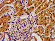 IHC image of CSB-PA622791LA01HU diluted at 1:500 and staining in paraffin-embedded human kidney tissue performed on a Leica BondTM system. After dewaxing and hydration, antigen retrieval was mediated by high pressure in a citrate buffer (pH 6.0)....