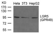 Western blot analysis of extracts from Hela, 3T3 and HepG2 cells using LGR5(GPR49) Antibody.