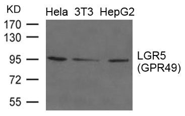 Western blot analysis of extracts from Hela, 3T3 and HepG2 cells using LGR5(GPR49) Antibody.