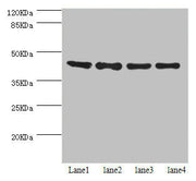 Western blot All lanes: HERPUD1 antibody at 2.07ug/ml Lane 1: HepG2 whole cell lysate Lane 2: Hela whole cell lysate Lane 3: PC-3 whole cell lysate Lane 4: 293T whole cell lysate Secondary Goat polyclonal to rabbit IgG at 1/10000 dilution Predicte...