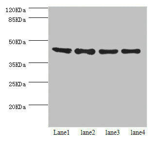 Western blot All lanes: HERPUD1 antibody at 2.07ug/ml Lane 1: HepG2 whole cell lysate Lane 2: Hela whole cell lysate Lane 3: PC-3 whole cell lysate Lane 4: 293T whole cell lysate Secondary Goat polyclonal to rabbit IgG at 1/10000 dilution Predicte...