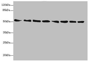 Western blot All lanes: PDIA6 antibody at 5.9µg/ml Lane 1: Mouse heart tissue Lane 2: Mouse lung tissue Lane 3: Mouse liver tissue Lane 4: 293T whole cell lysate Lane 5: Hela whole cell lysate Lane 6: HL60 whole cell lysate Lane 7: HepG2 whole cel...